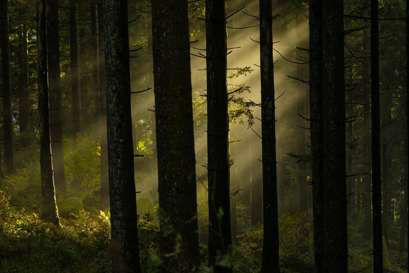 Mysterious Forest